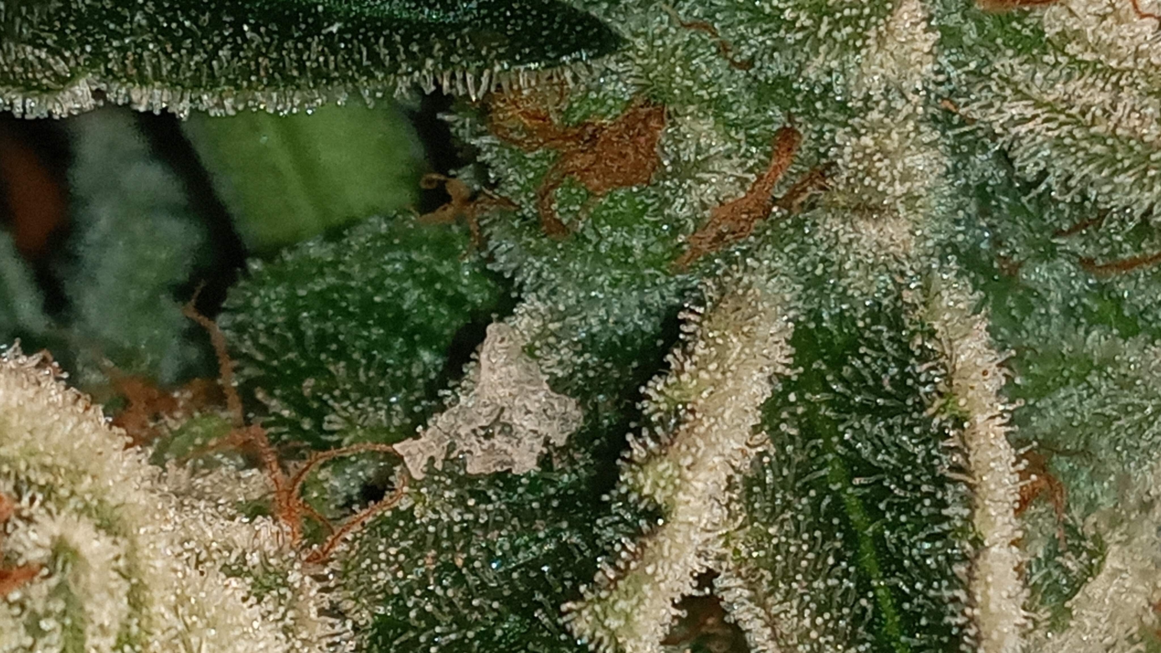 Closet Grow
