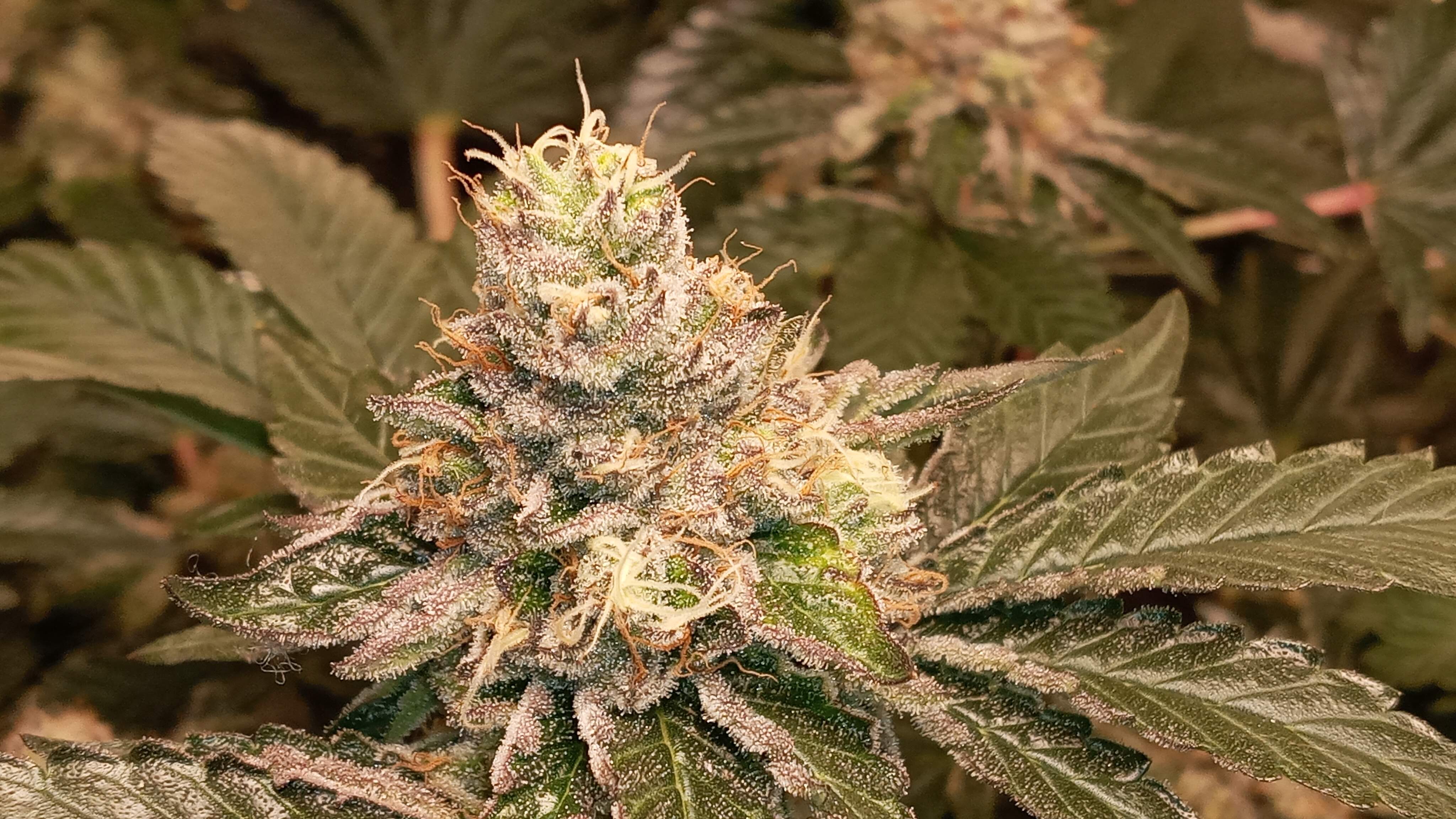 Garage Grow