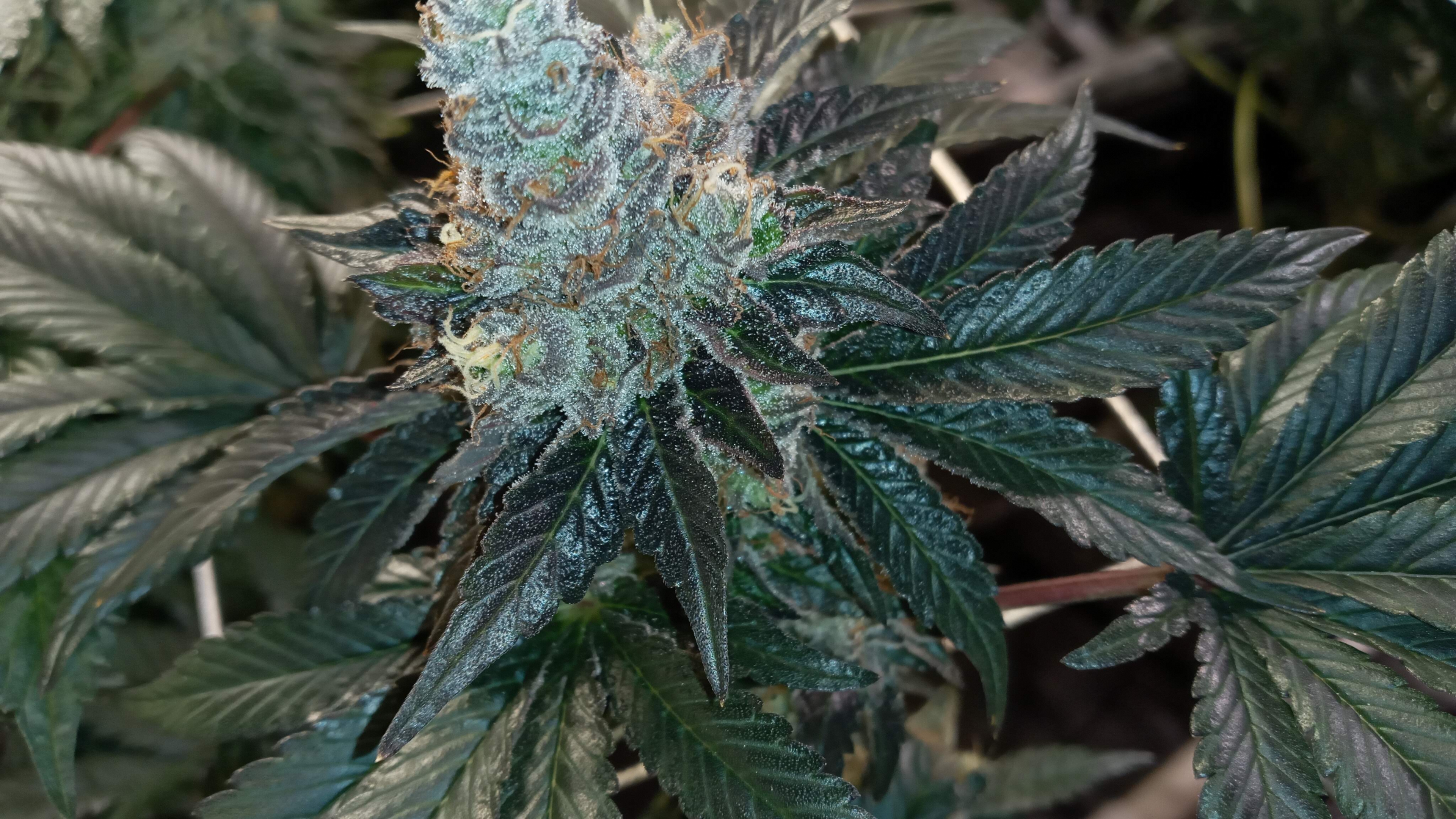 Backyard Grow